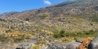 monte